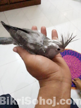 Tame cocaktil bird baby wf